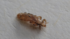 adult louse